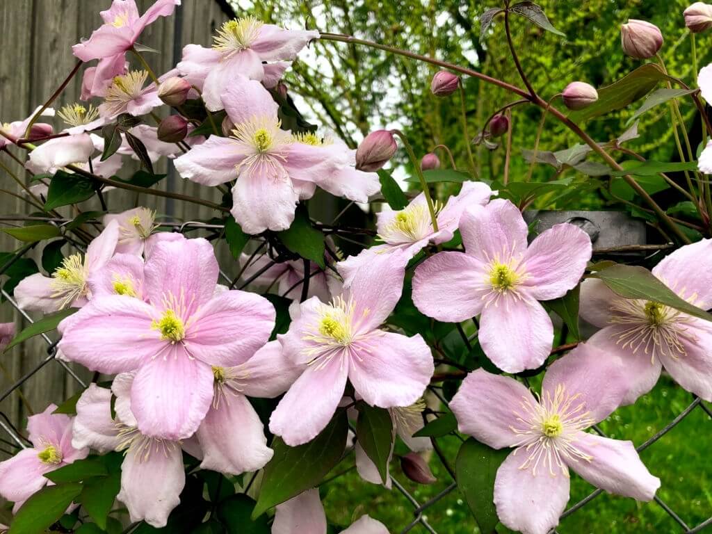 6. Clematis for beginners
