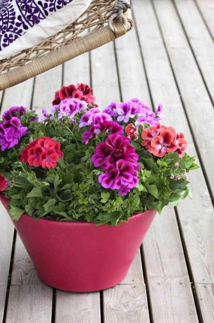 Top Amazing 30 Flowers For Your Balcony