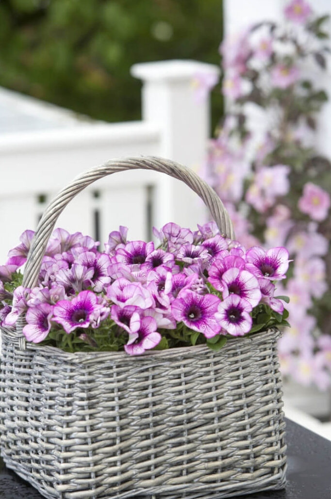 Top Amazing 30 Flowers For Your Balcony