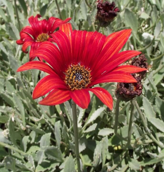 The African Daisy: How To Grow It